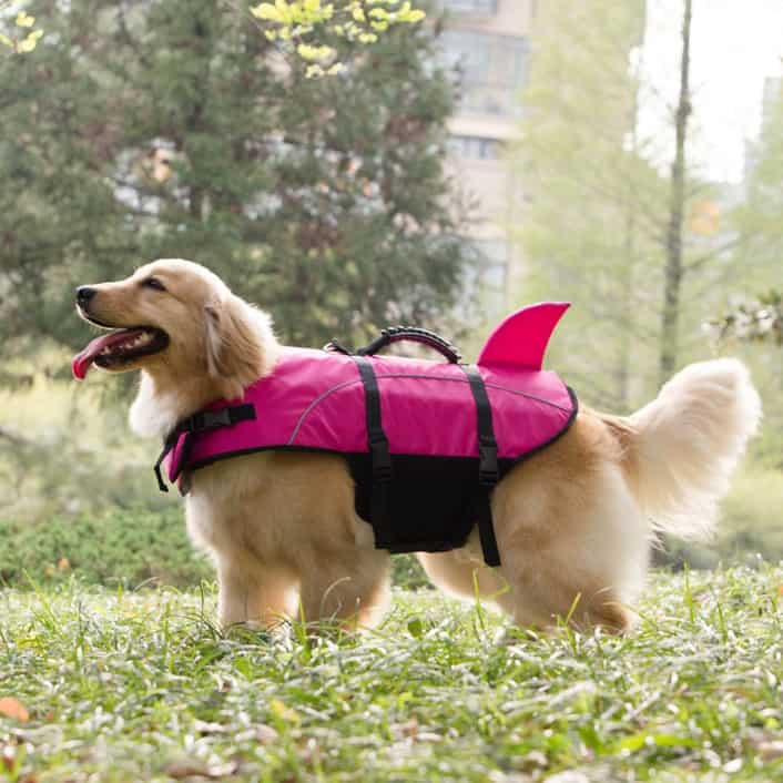 a dog with a pfd