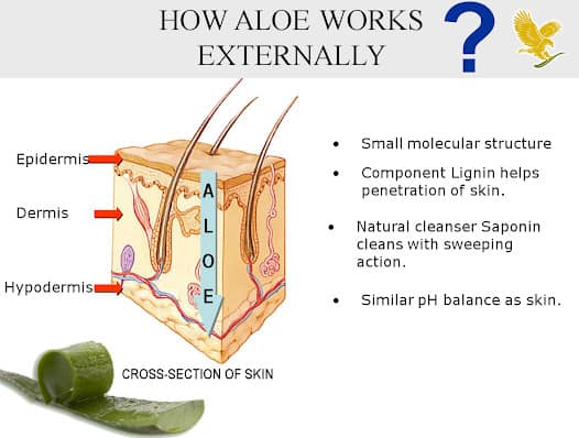 How Aloe Vera works on the skin