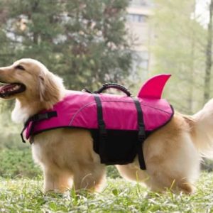 a dog with a pfd