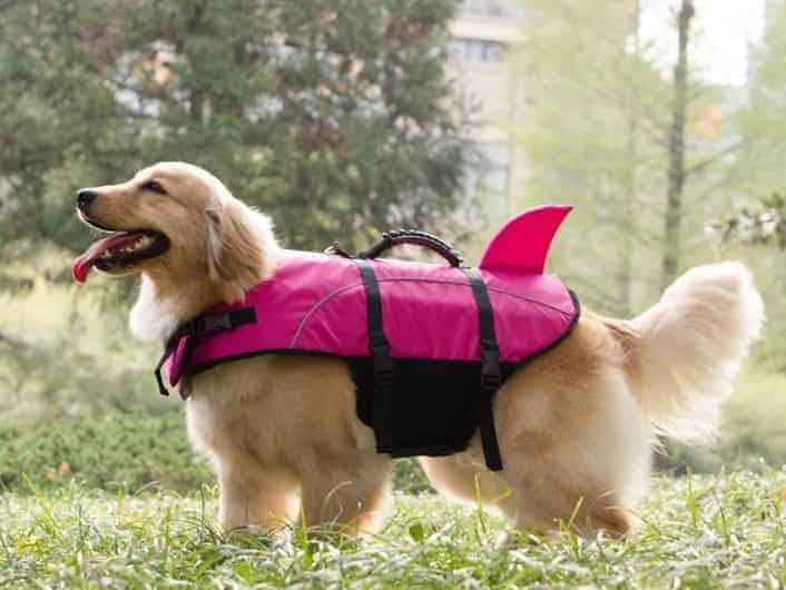 a dog with a pfd