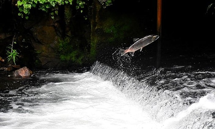 picture of a river with fish