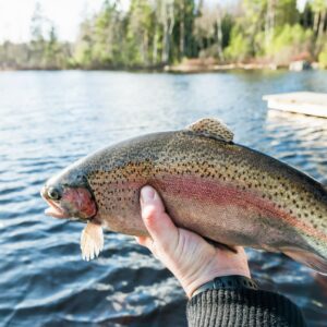 A trout in a fisherman’s hand